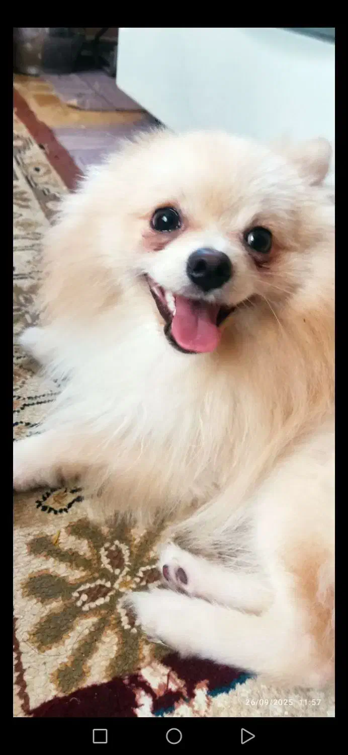 فروش سگ پامرانین روباهی 10 میلیون|سگ|خرمآباد, |دیوار