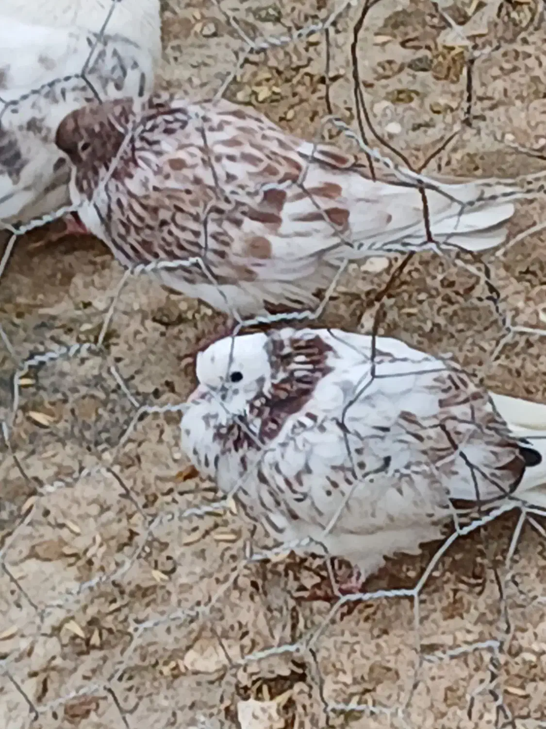 جوجه غریبگیری|پرنده|هشتگرد, ینگی امام|دیوار