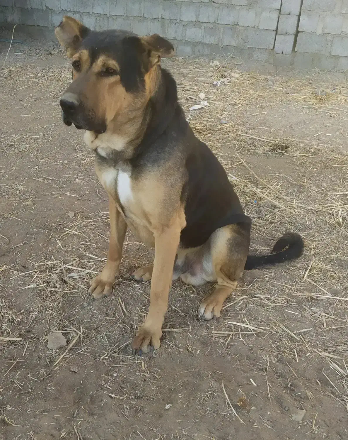 سگ نگهبانی|سگ|بوکان, |دیوار