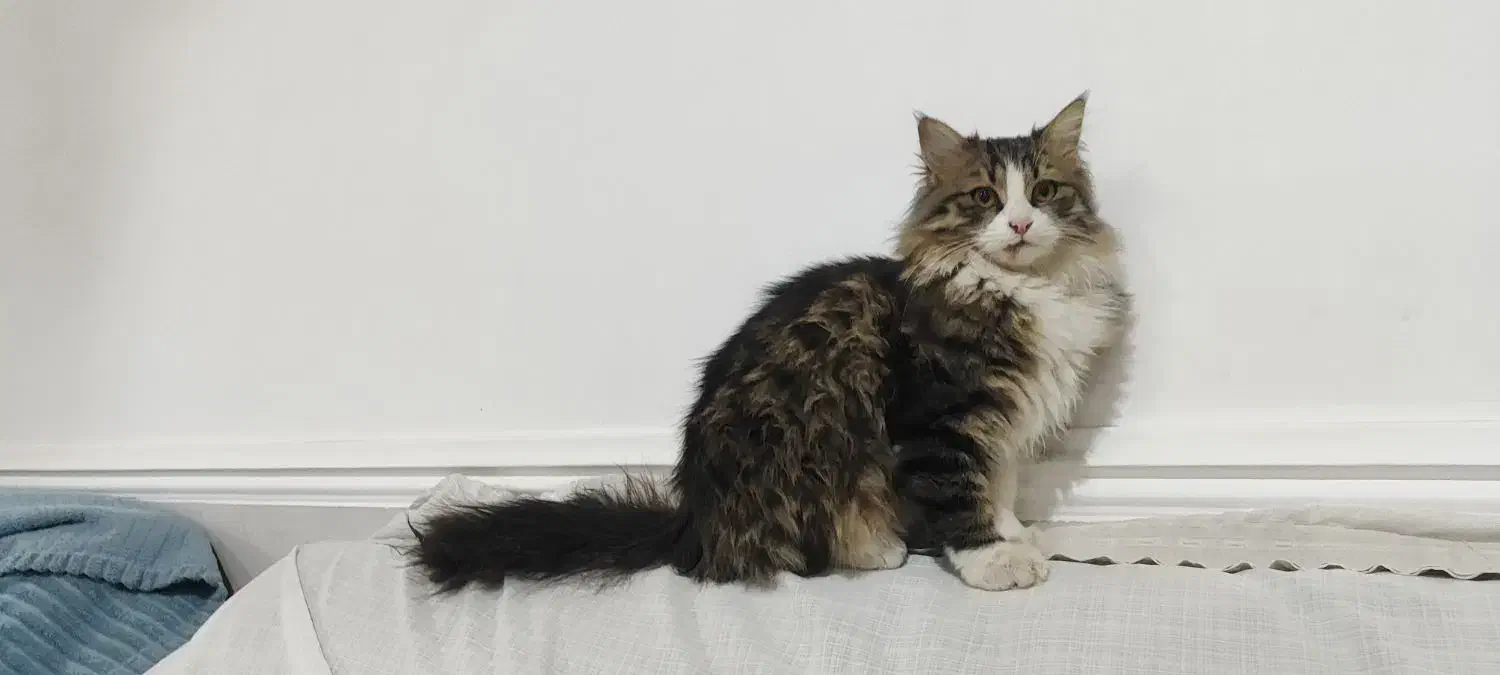 یه بچه گربه ۶ماهه ،نژاد دار باهوش|گربه|ایزدخواست, |دیوار