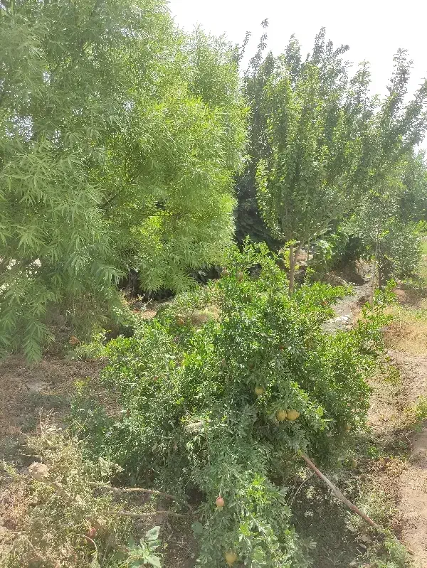 باغچه  اسلامشهر|فروش زمین و ملک کلنگی|اسلام‌شهر, کاشانک|دیوار