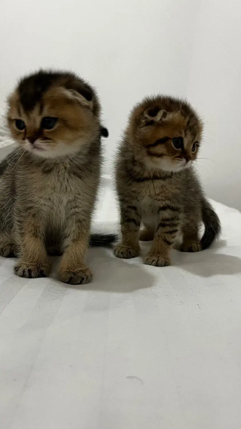 بچه گربه|گربه|همدان, |دیوار