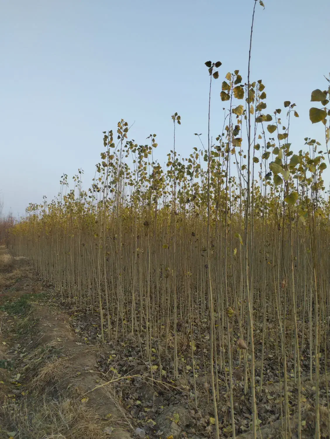 نهال سود میلیاردی با کاشت چنار|گل و گیاه طبیعی|سنندج, |دیوار