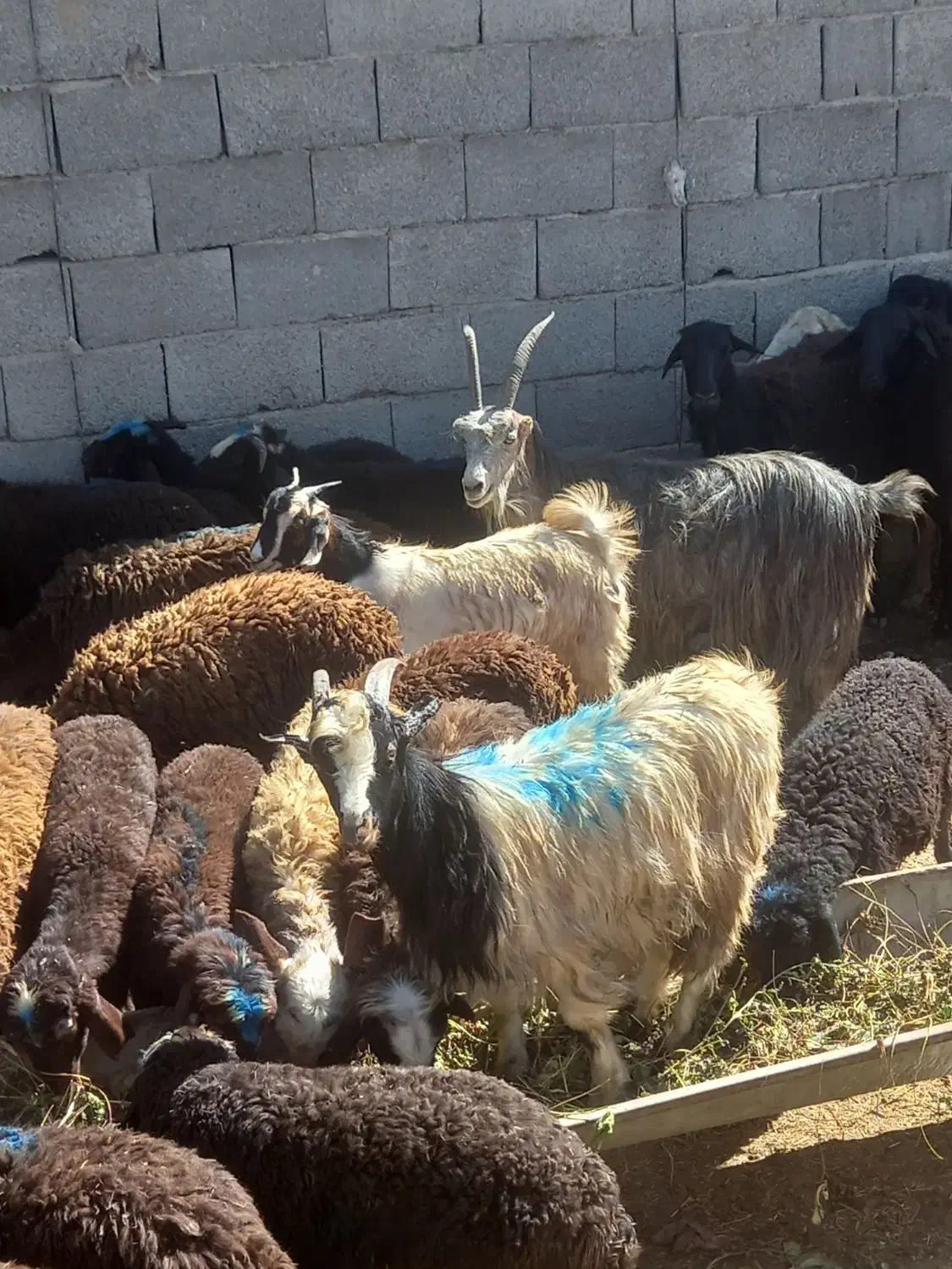 فروش بزیزغاله|حیوانات مزرعه|هشتگرد, تهران دشت|دیوار