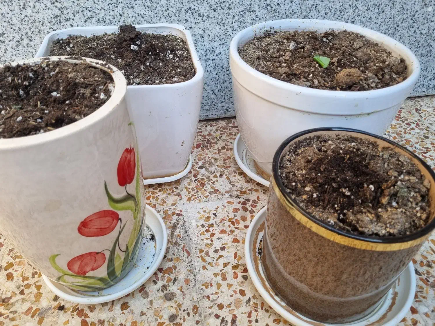 4عدد گلدان شیک|گل و گیاه طبیعی|اندیمشک, |دیوار