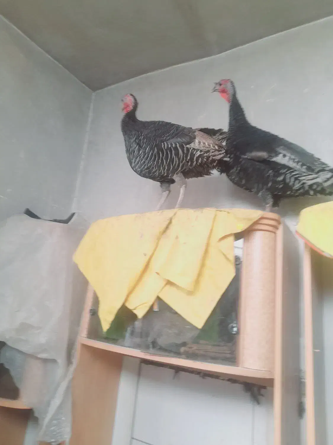 بوقلمو|حیوانات مزرعه|کرمان, |دیوار