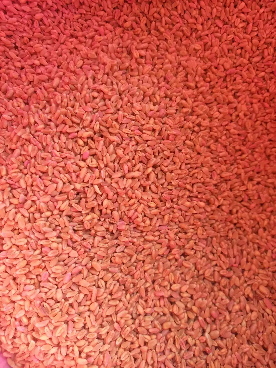 گندم بذری بوجار  پیشگام|عمده‌فروشی|گلبهار, بیزکی|دیوار