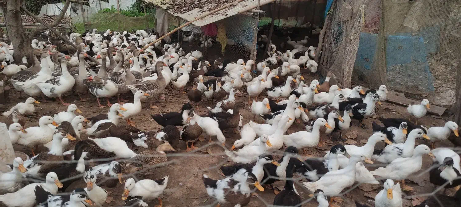 فروش اردک|حیوانات مزرعه|آستانه اشرفیه, |دیوار