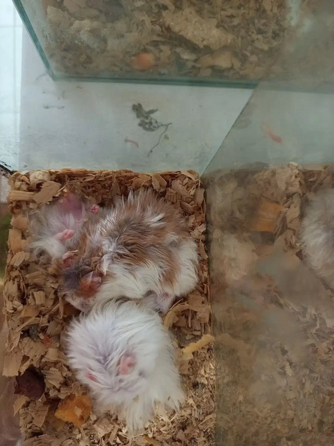 همستر پشمالو|موش و خرگوش|رشت, یخسازی|دیوار