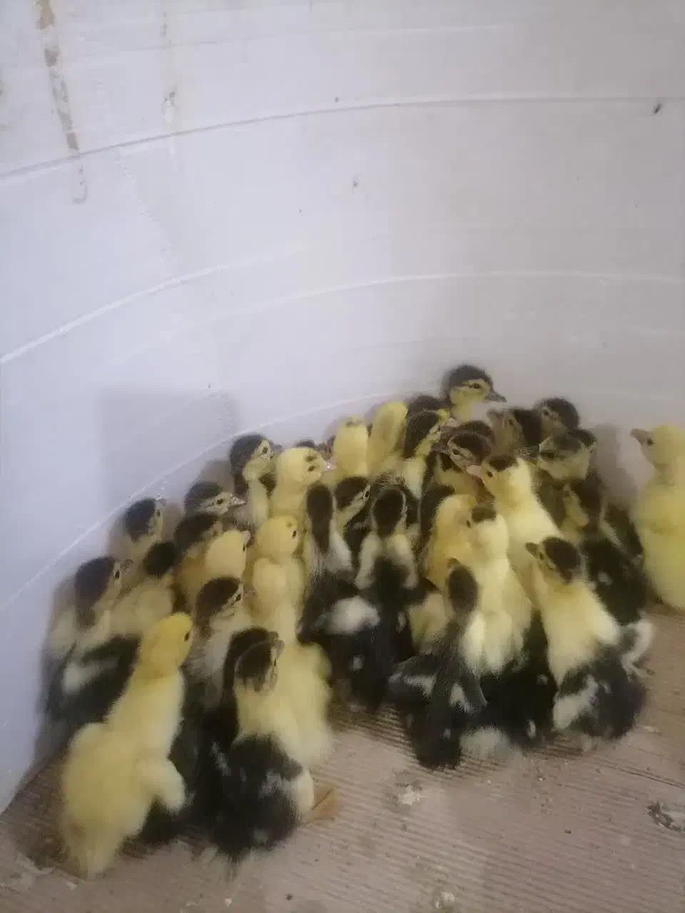 اردک یک روزه|حیوانات مزرعه|قم, نخودی|دیوار