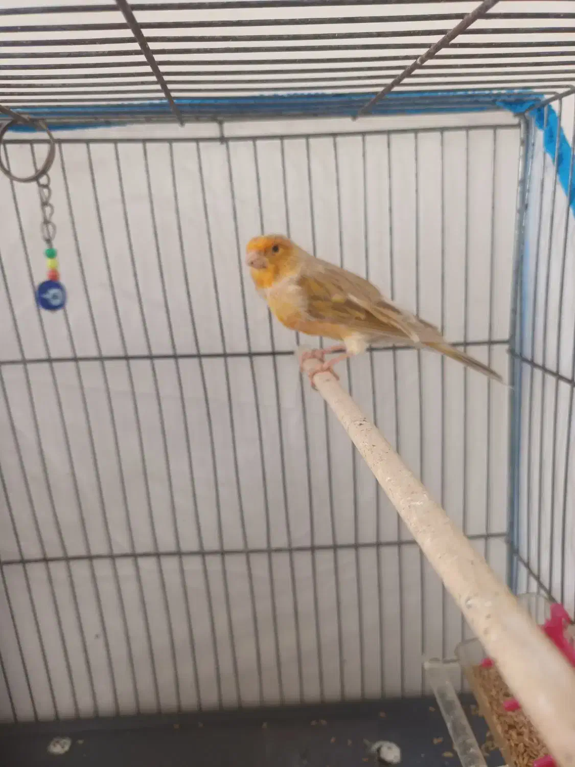 قناری نرو ماده|پرنده|هشتگرد, قاسم آباد بزرگ|دیوار