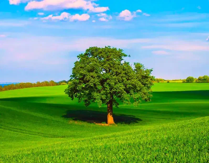 مشاوره تحصیلی|خدمات آموزشی|بجنورد, |دیوار