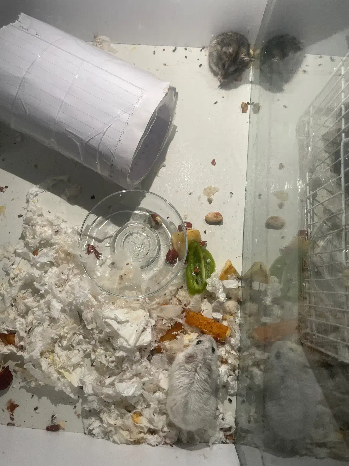 ۲ عدد همستر|موش و خرگوش|ارومیه, |دیوار