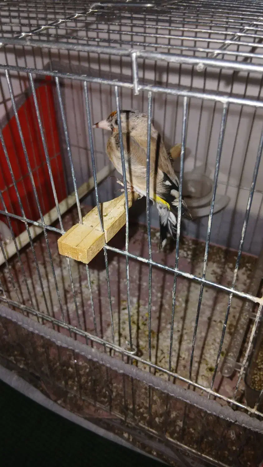 سهره|پرنده|سقز, |دیوار