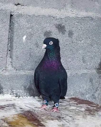 کبوتر|پرنده|گله دار, |دیوار