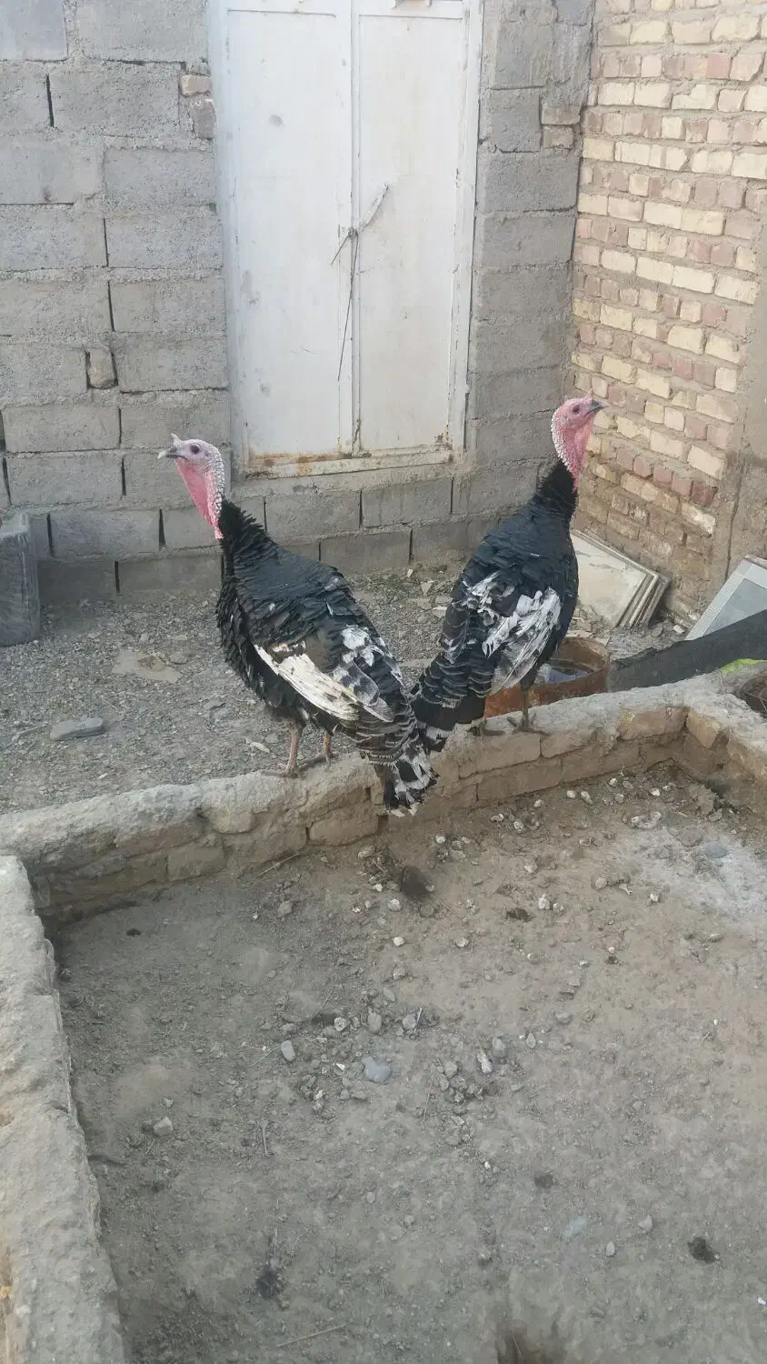 بوقلمون|حیوانات مزرعه|نیمروز, |دیوار