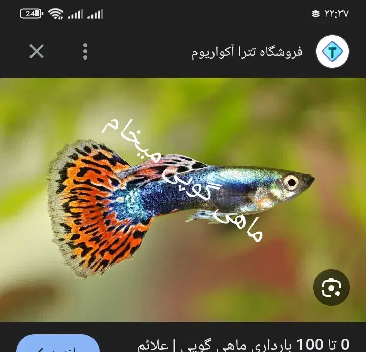 ماهی گوپی|ماهی|بروجرد, |دیوار