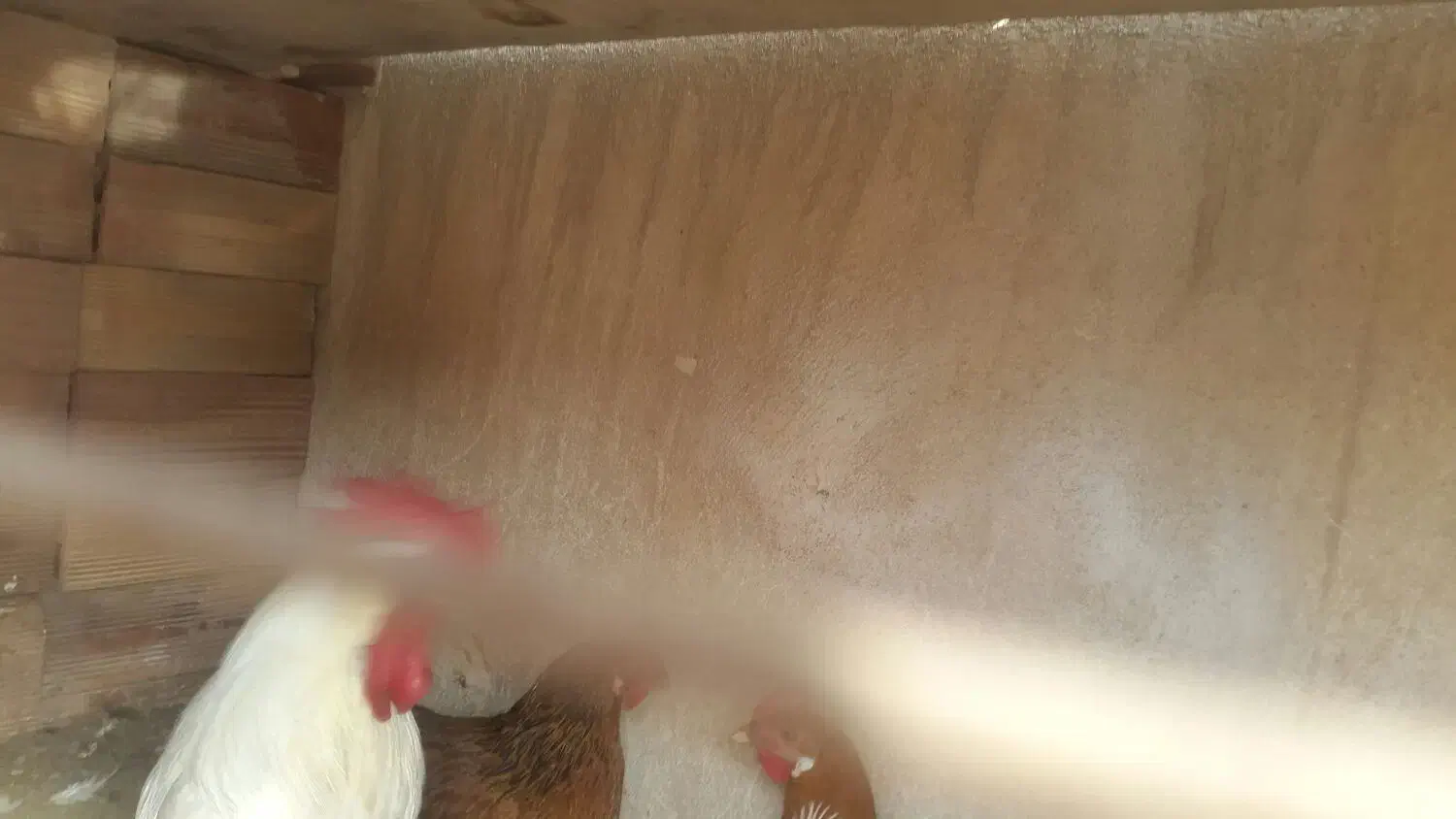 فروش مرغ و خروس|حیوانات مزرعه|پاکدشت, پاکدشت (مامازند)|دیوار