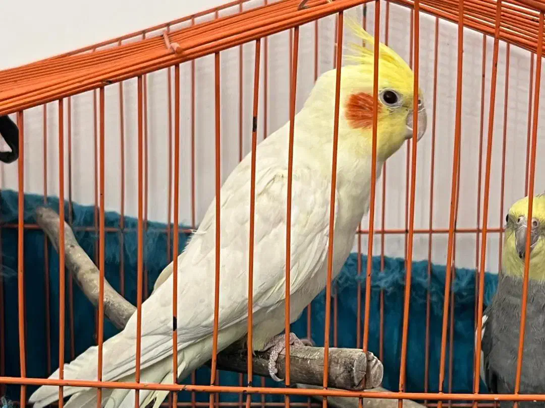 عروس هلندی|پرنده|خلخال, |دیوار