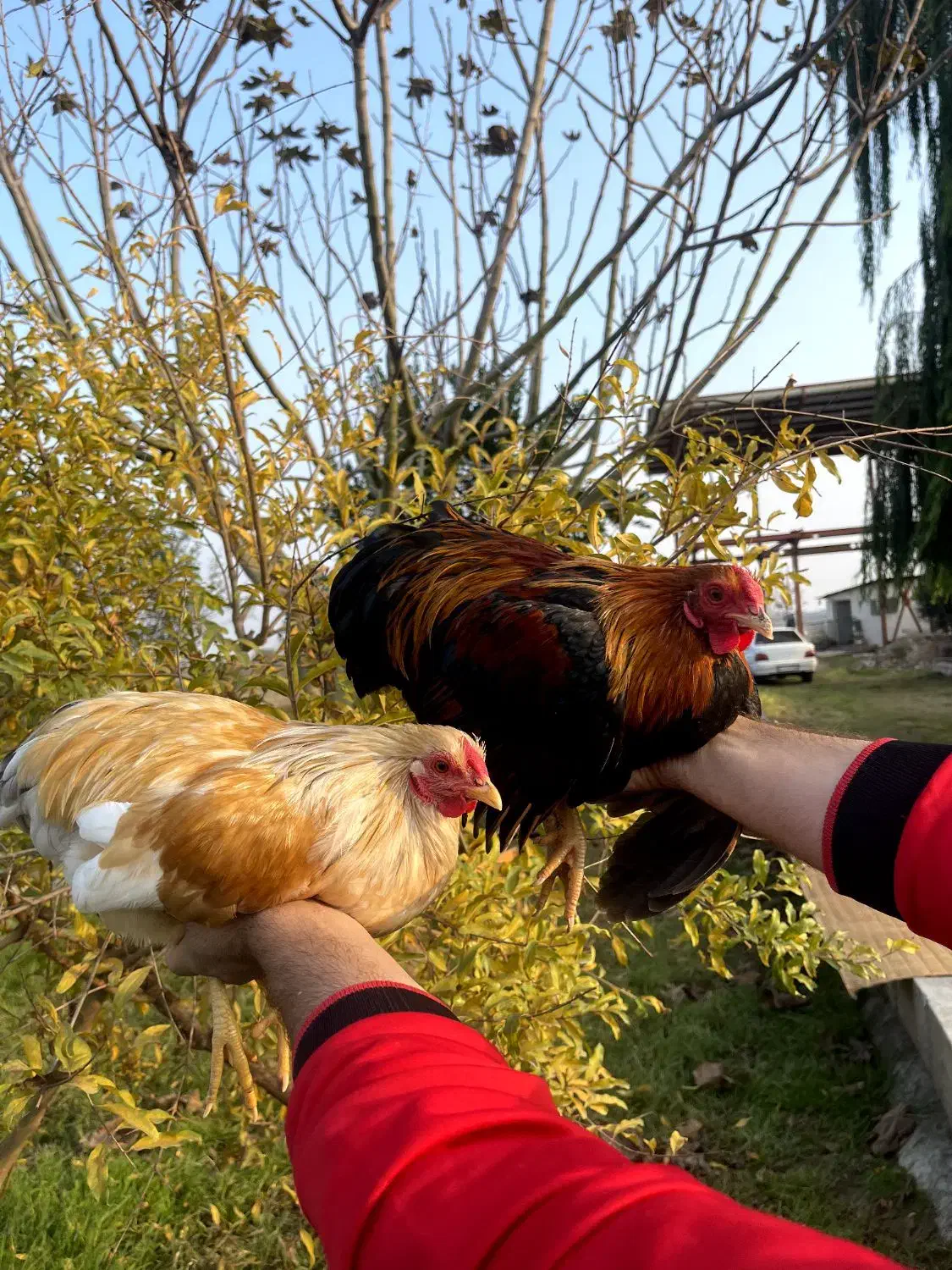 مرغ و خروس نژاد ویاندوت|حیوانات مزرعه|تهران, جوادیه تهرانپارس|دیوار