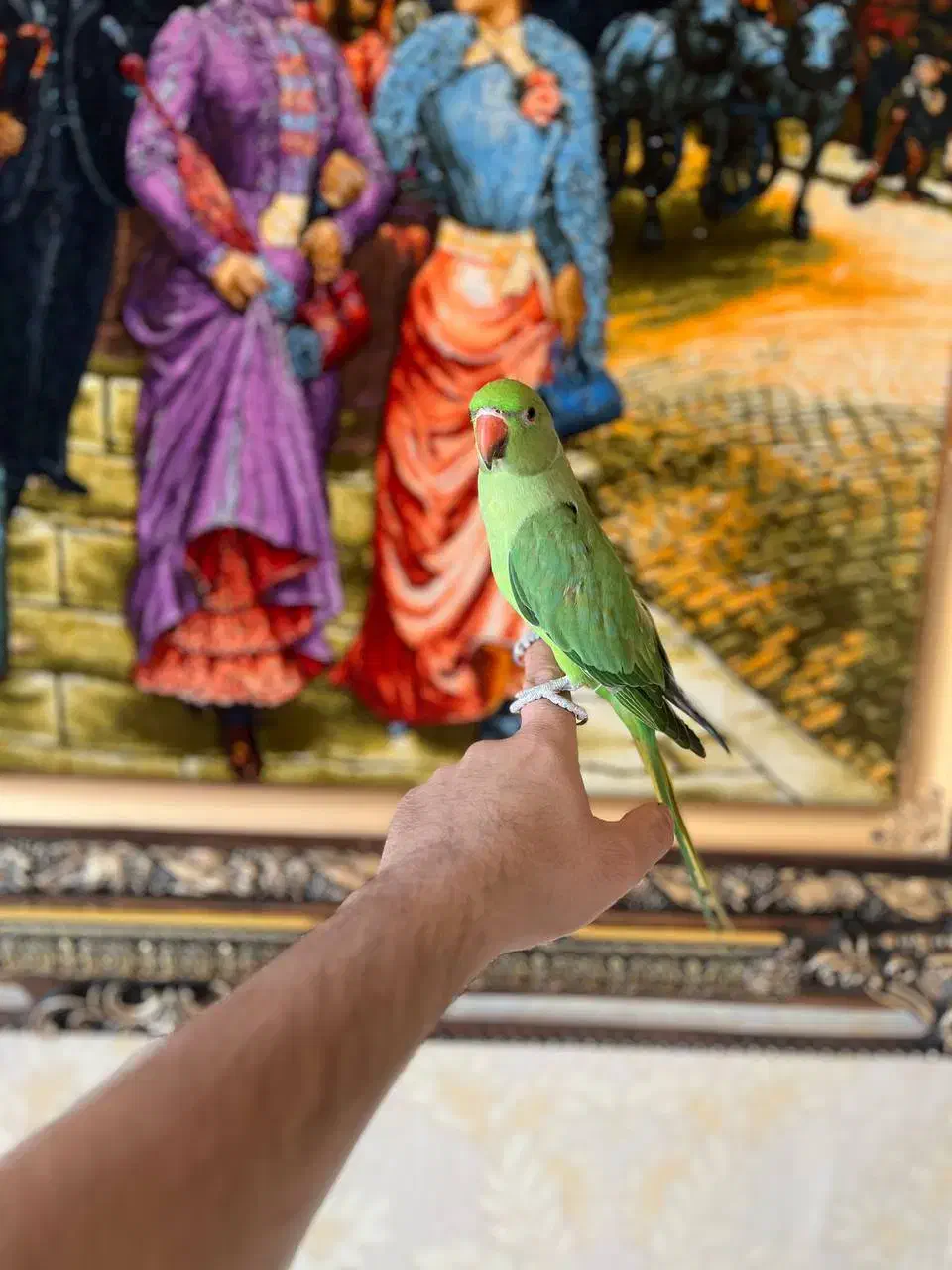 دو عدد ملنگو اهلی توپر وسالم|پرنده|تبریز, |دیوار