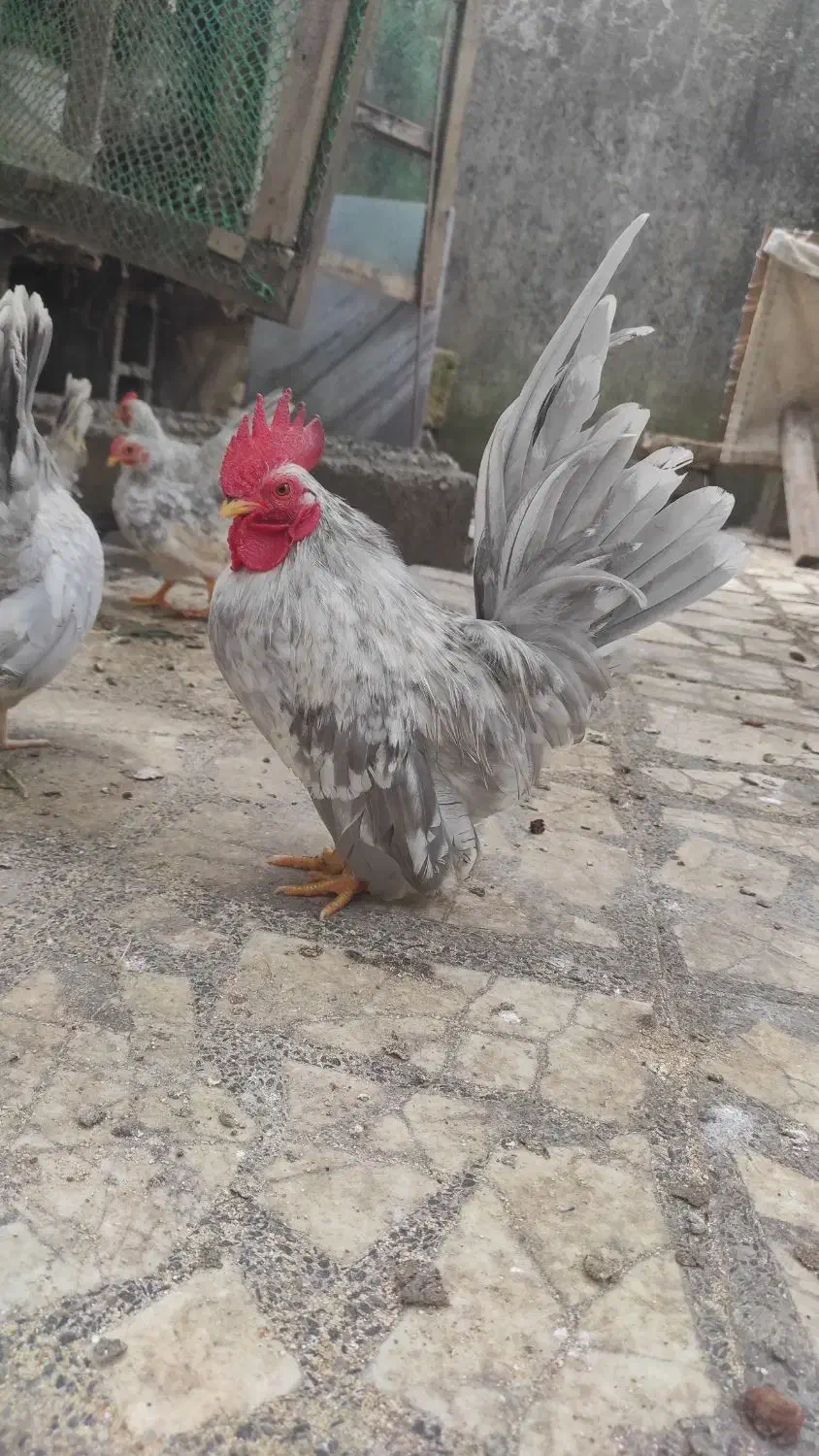 خروس جاپنیز بلو کف خواب|حیوانات مزرعه|رشت, دخانیات|دیوار