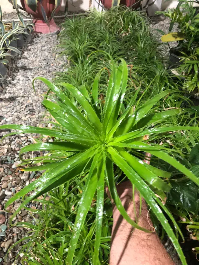 گل ارزون|گل و گیاه طبیعی|شهریار, شهریار|دیوار