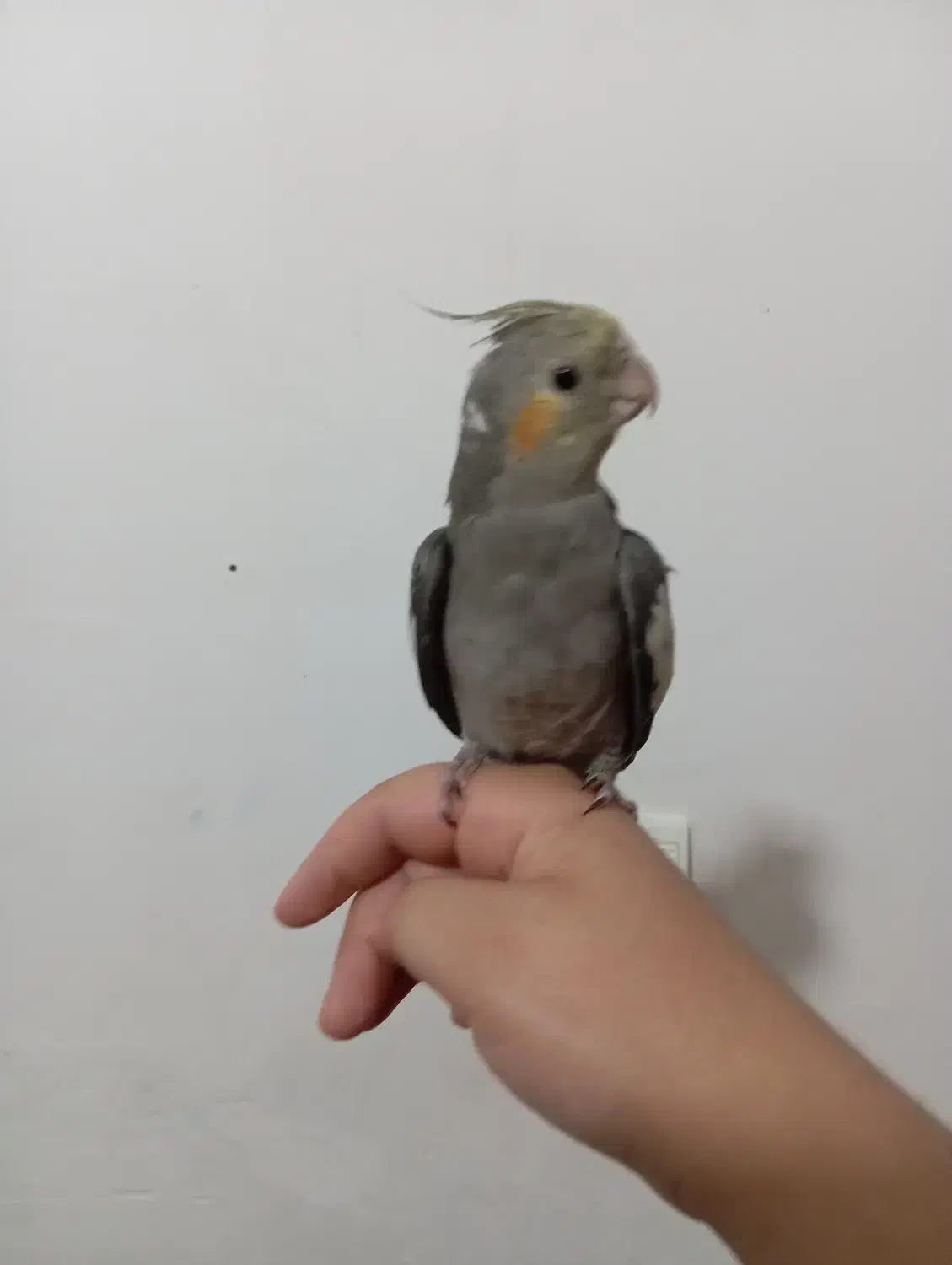 جوجه عروس هلندی سخن گو|پرنده|نورآباد, |دیوار