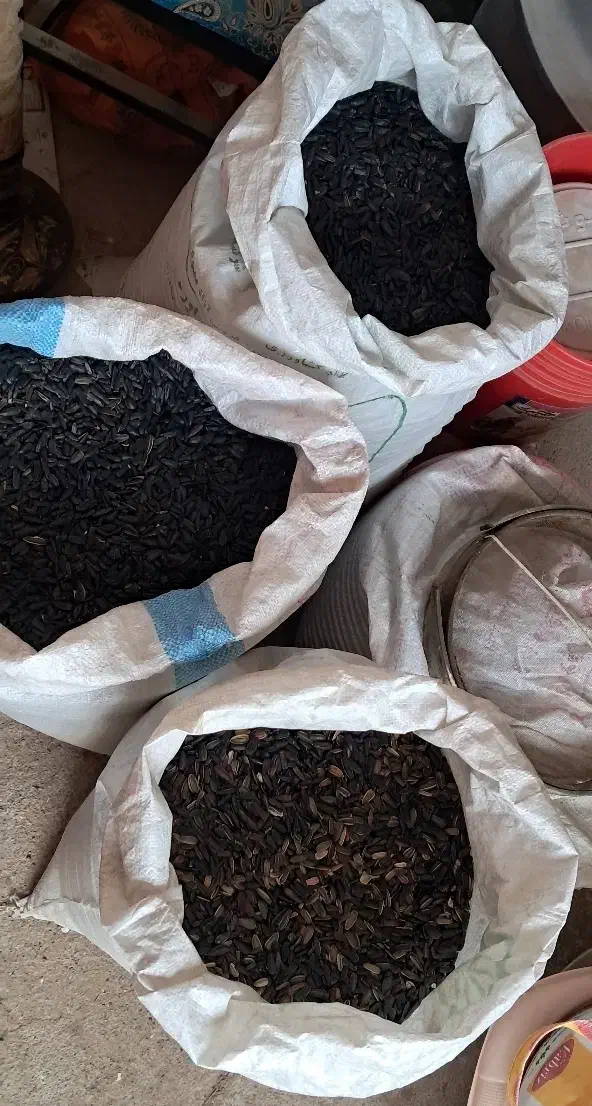 تخمه آفتابگردان|خوردنی و آشامیدنی|تربت‌حیدریه, رجایی|دیوار