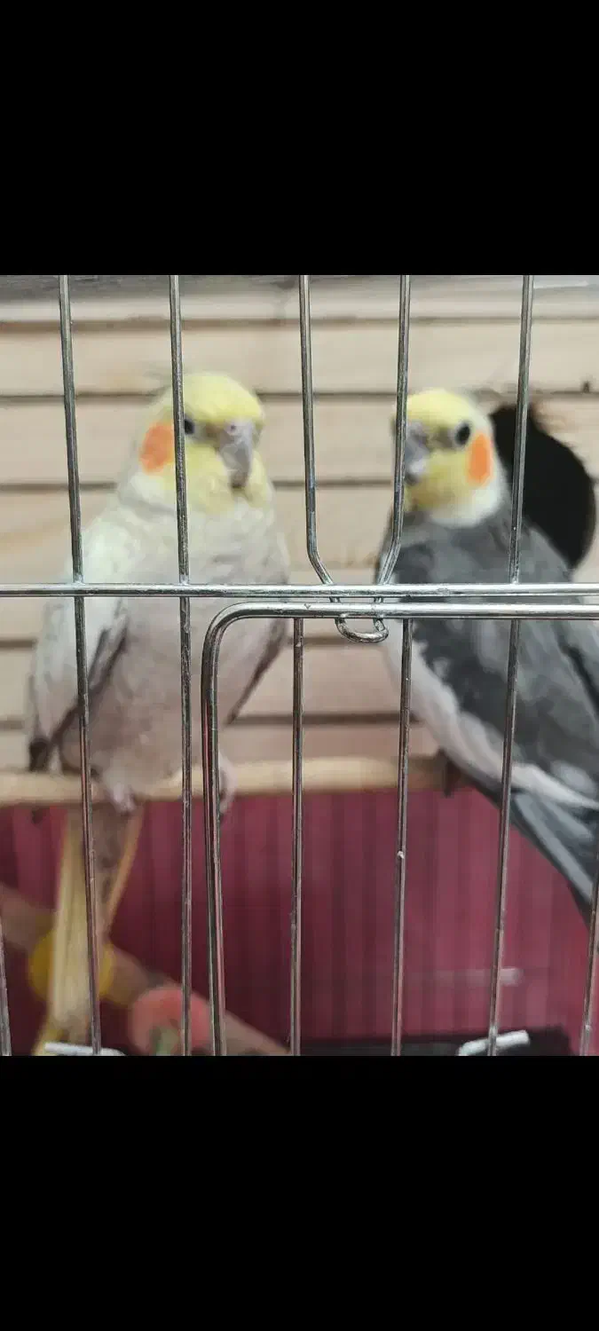 عروس هلندی|پرنده|چهارباغ, |دیوار