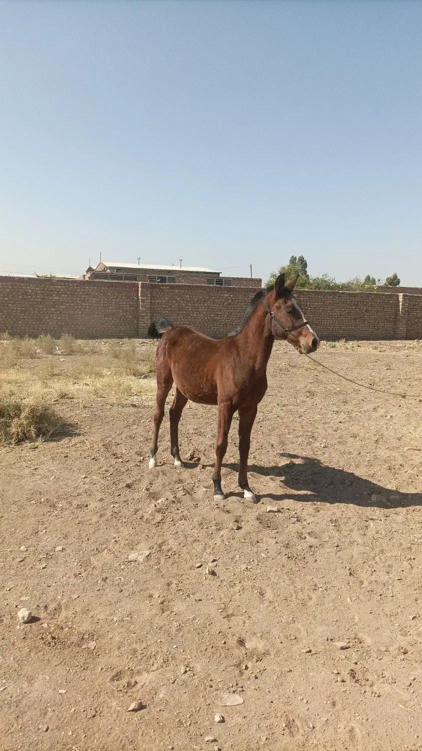 کره مادیان|اسب و تجهیزات اسبسواری|رفسنجان, |دیوار