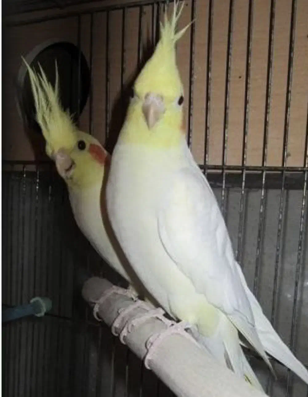 عروس هلندی نر و ماده|پرنده|سبزوار, قصبه شرقی|دیوار