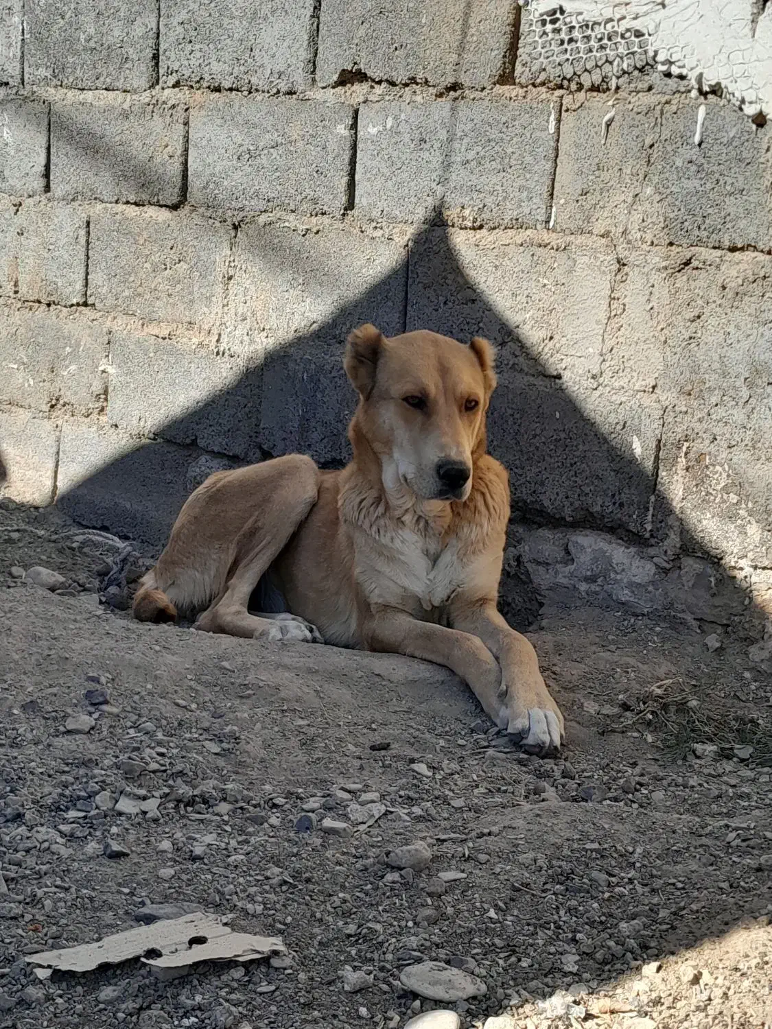 سگ فروشی|سگ|تربت جام, جلگه موسی آباد|دیوار