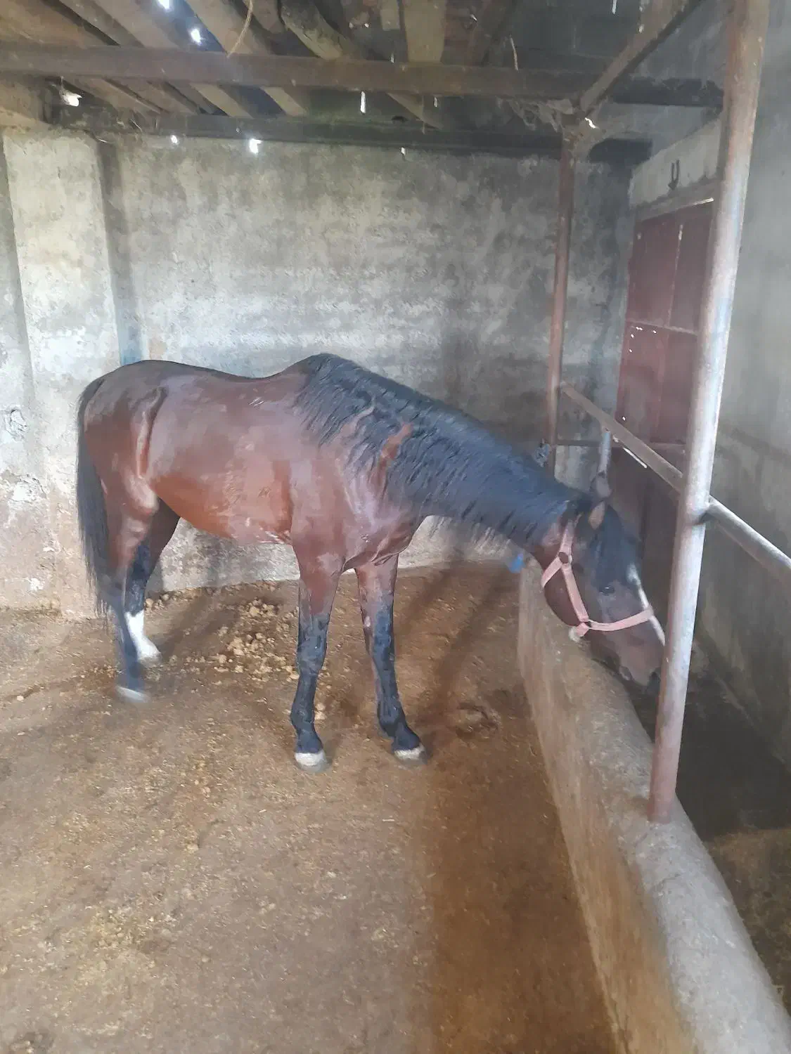 اسب فروشی|اسب و تجهیزات اسبسواری|رویان, |دیوار