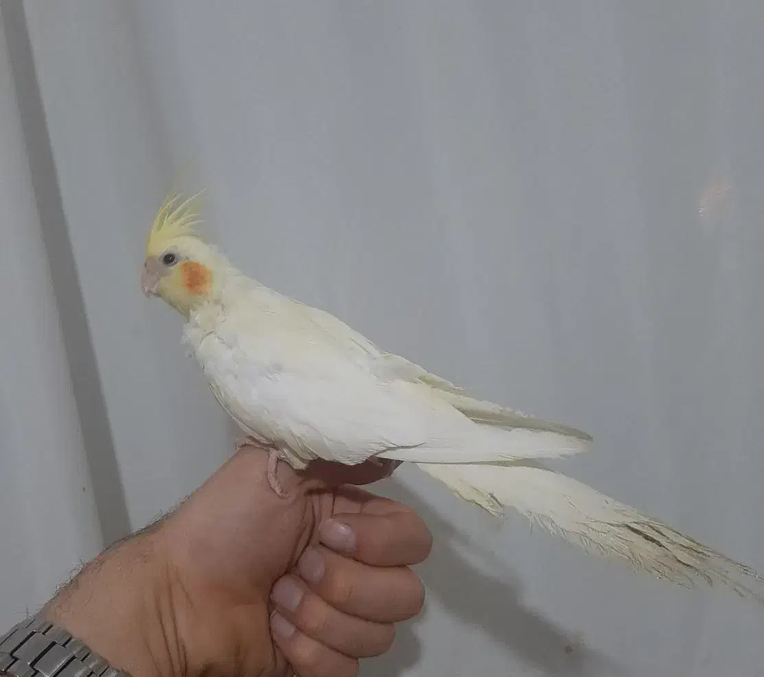 عروس هلندی|پرنده|اردبیل, |دیوار