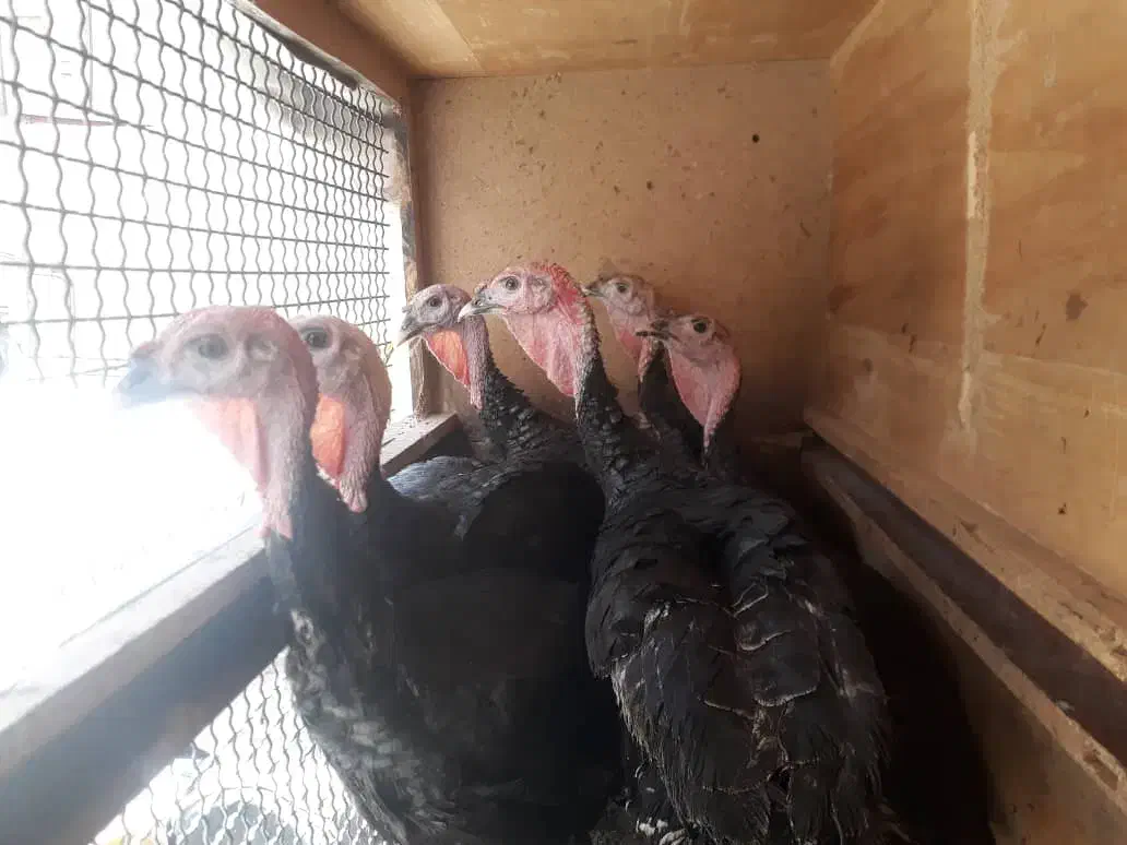 بوقلمون ۷ماهه|حیوانات مزرعه|تهران, شهرک شریفی|دیوار