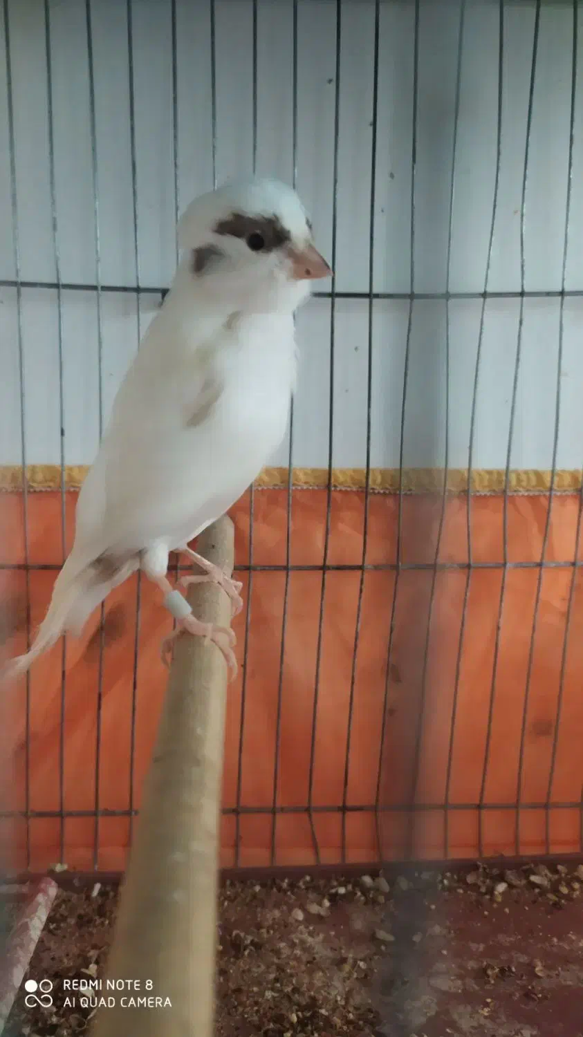 تعدادی قناری فروشی|پرنده|کوهبنان, |دیوار