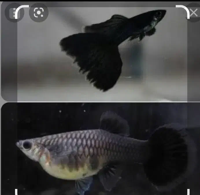 ۴۰ عدد ماهی گوپی فول بلک مولد گرید A|ماهی|تهران, والفجر (افسریه)|دیوار