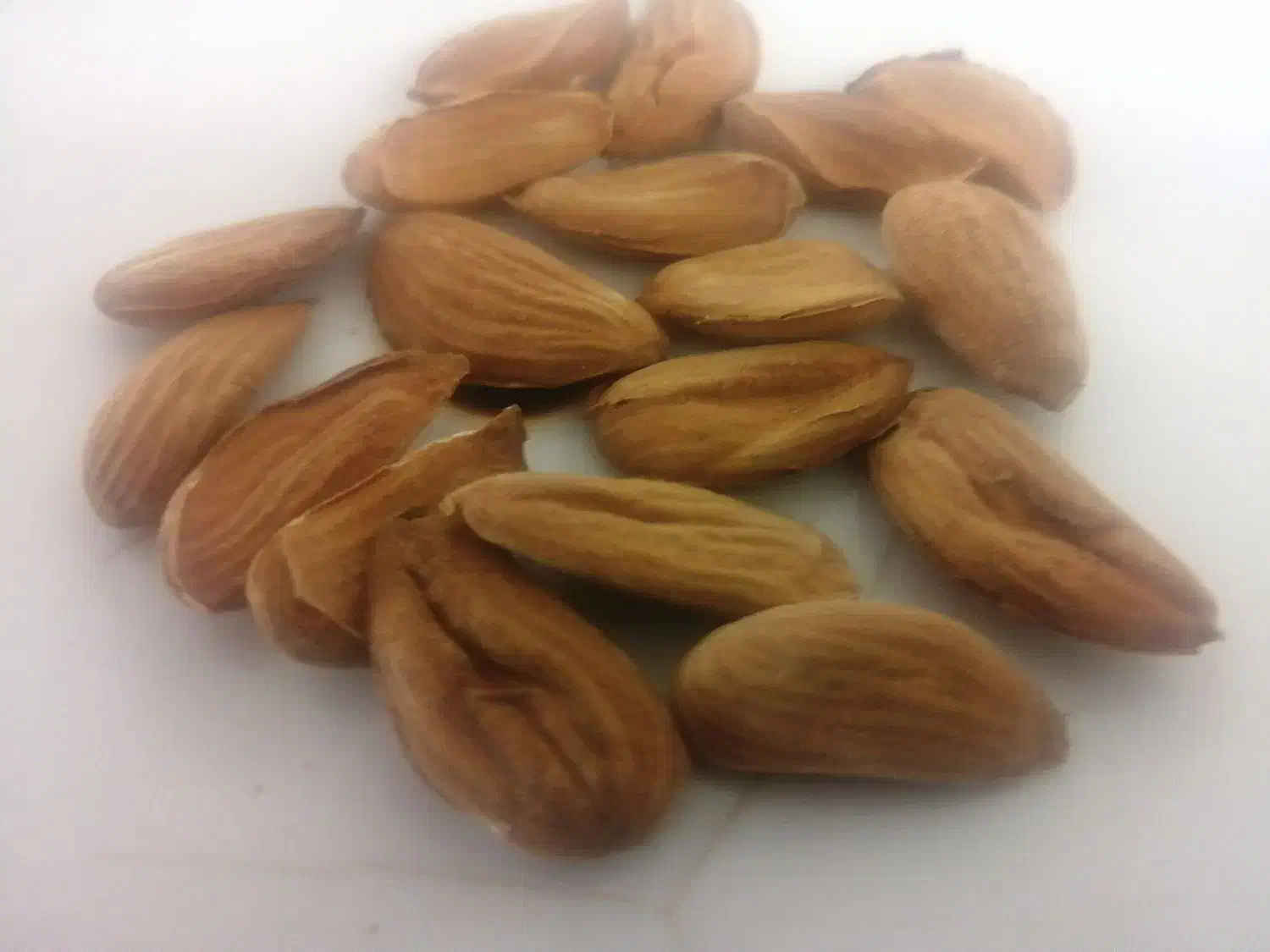 بادام درختی (خوراکی)|خوردنی و آشامیدنی|تهران, آرژانتین|دیوار