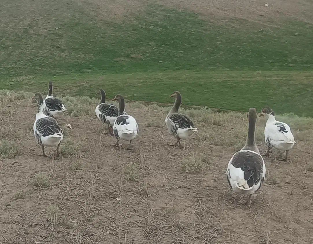 غازهای طبیعی وسنگین وزن|حیوانات مزرعه|قشلاق دشت, |دیوار