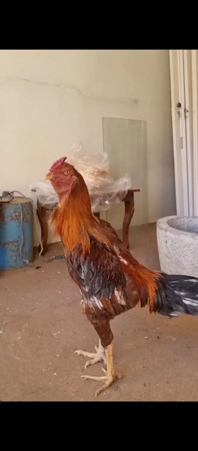 خروس لاری|حیوانات مزرعه|اصفهان, ارداجی|دیوار