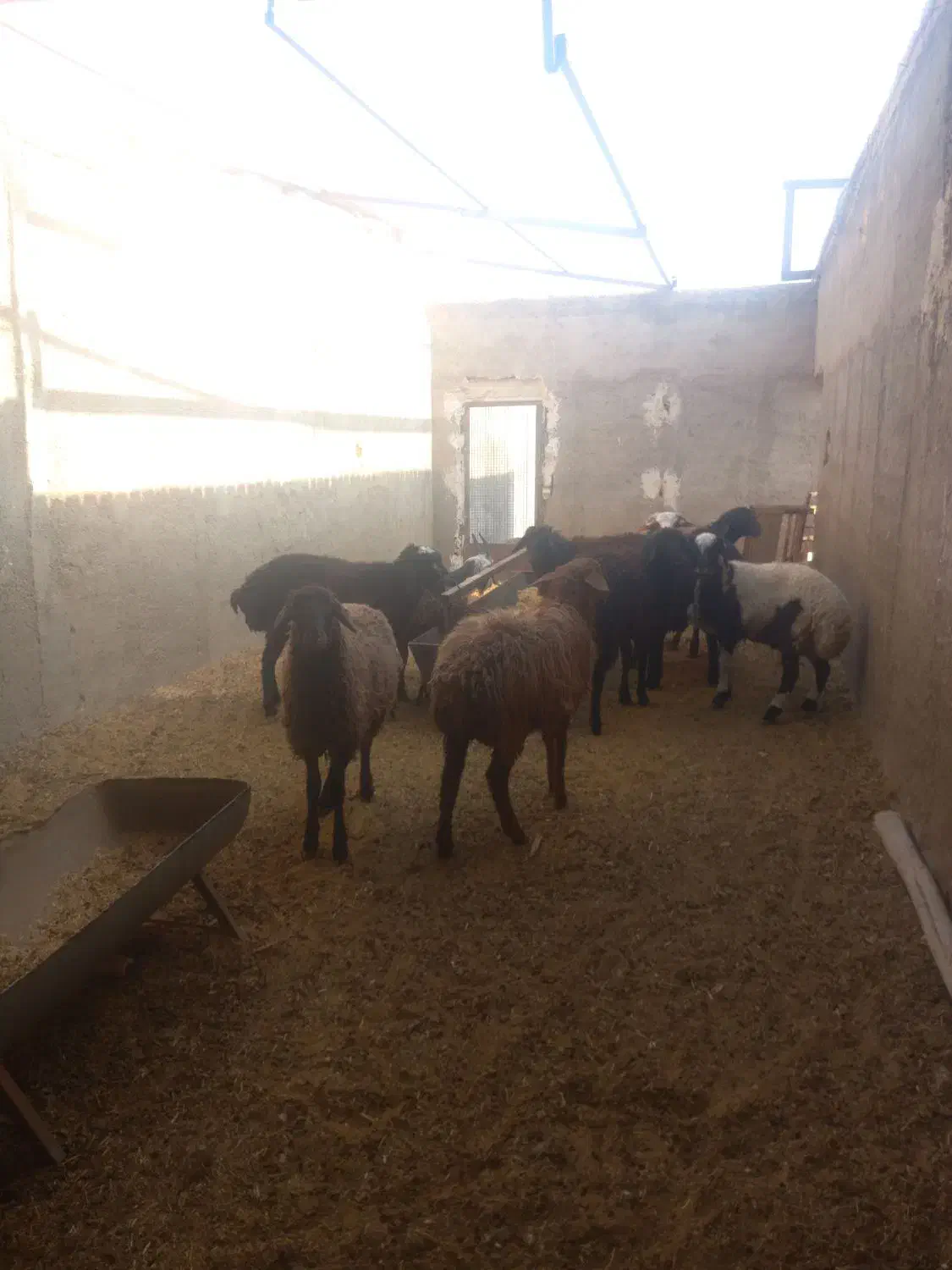 بره سبک باب پرواربندی|حیوانات مزرعه|کاشان, شهرک صنعتی راوند|دیوار