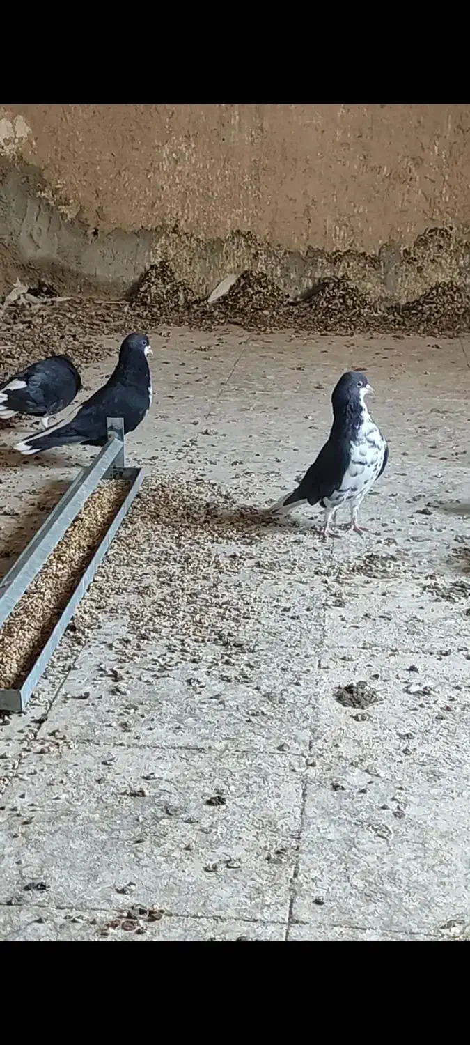 شهری سیاه|پرنده|کردیان, |دیوار