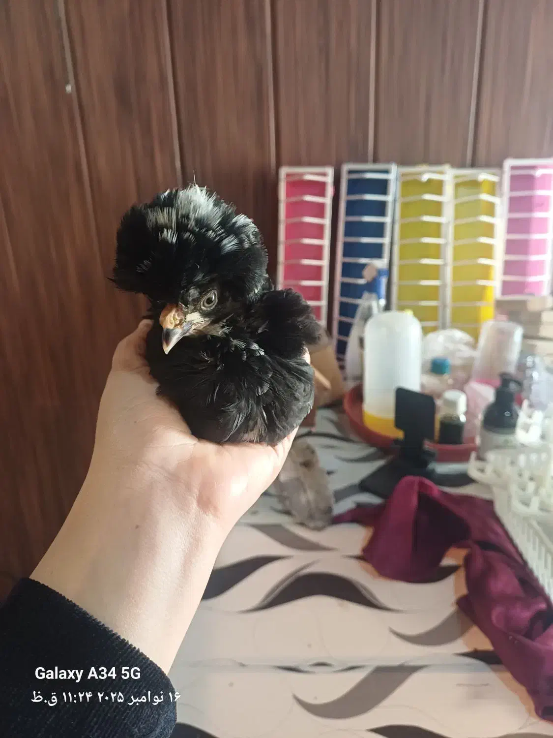 فروش جوجه|حیوانات مزرعه|لنگرود, |دیوار