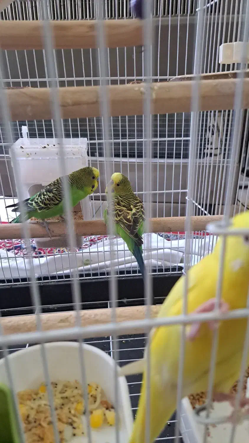 پرنده|پرنده|اراک, |دیوار