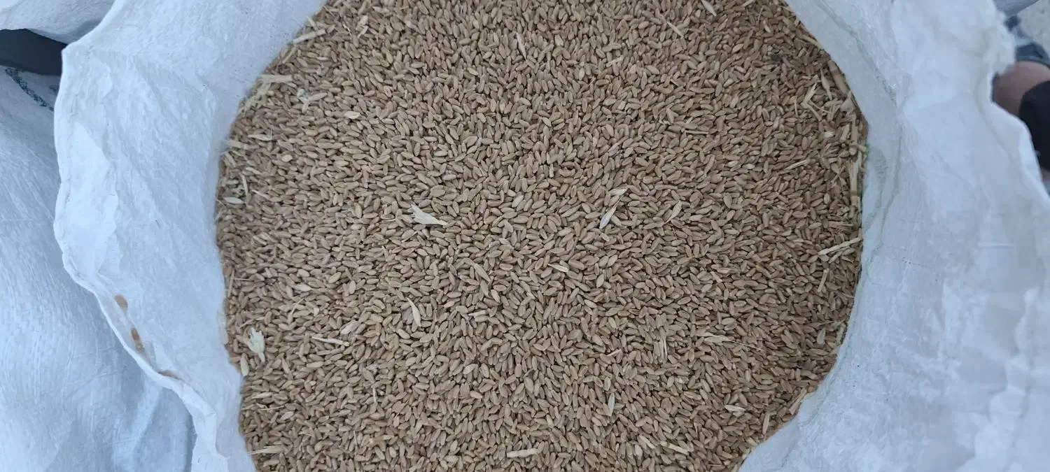 گندم ریژاو تمیز|خدمات باغبانی و درختکاری|چرداول, |دیوار