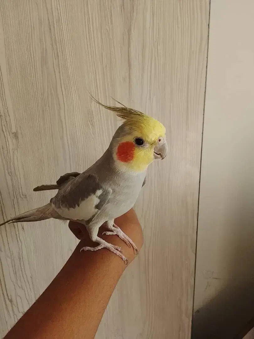 عروس هلندی سخنگو|پرنده|تهران, شهرک طالقانی|دیوار