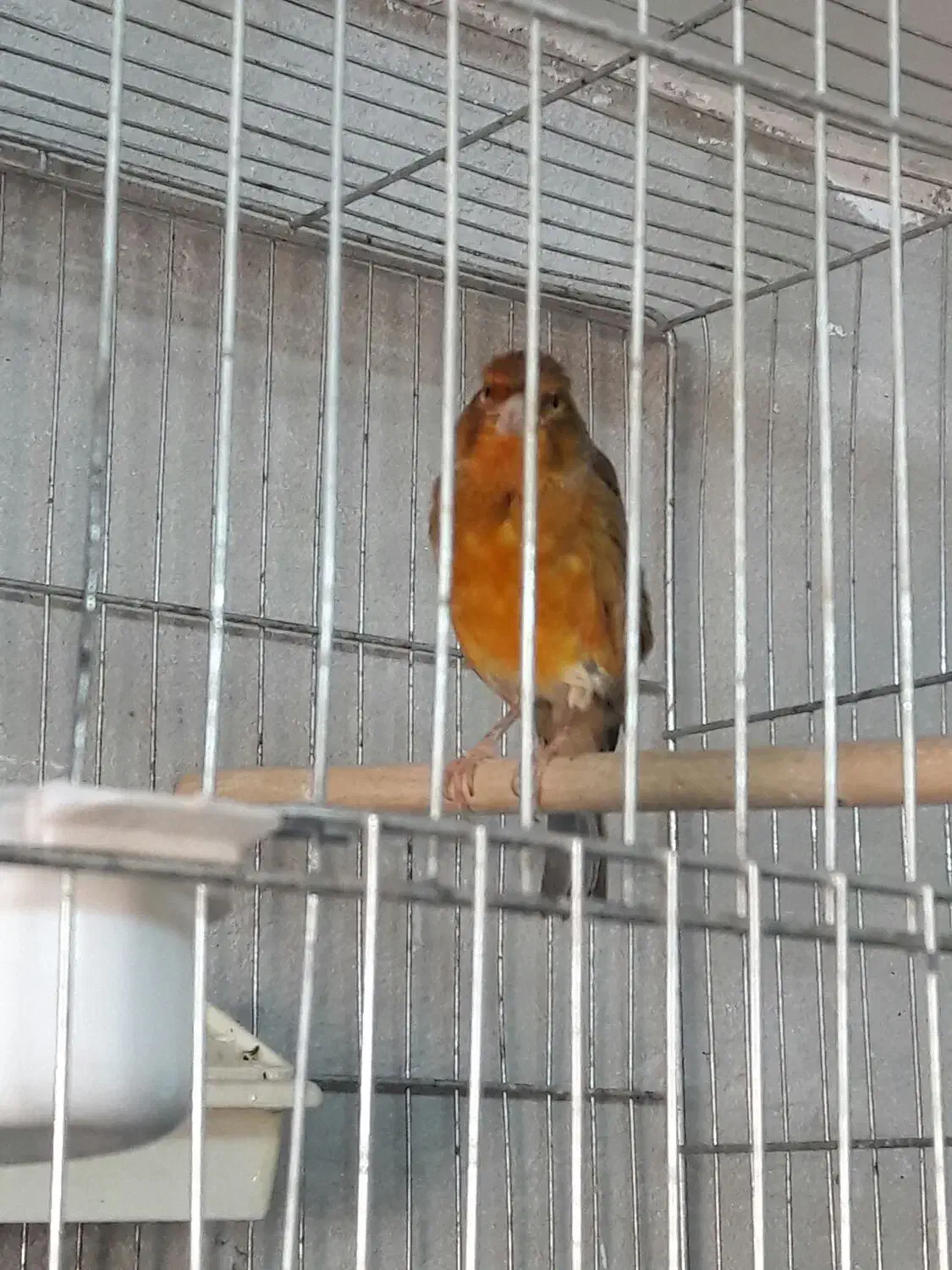 قناری نر|پرنده|الوند, |دیوار