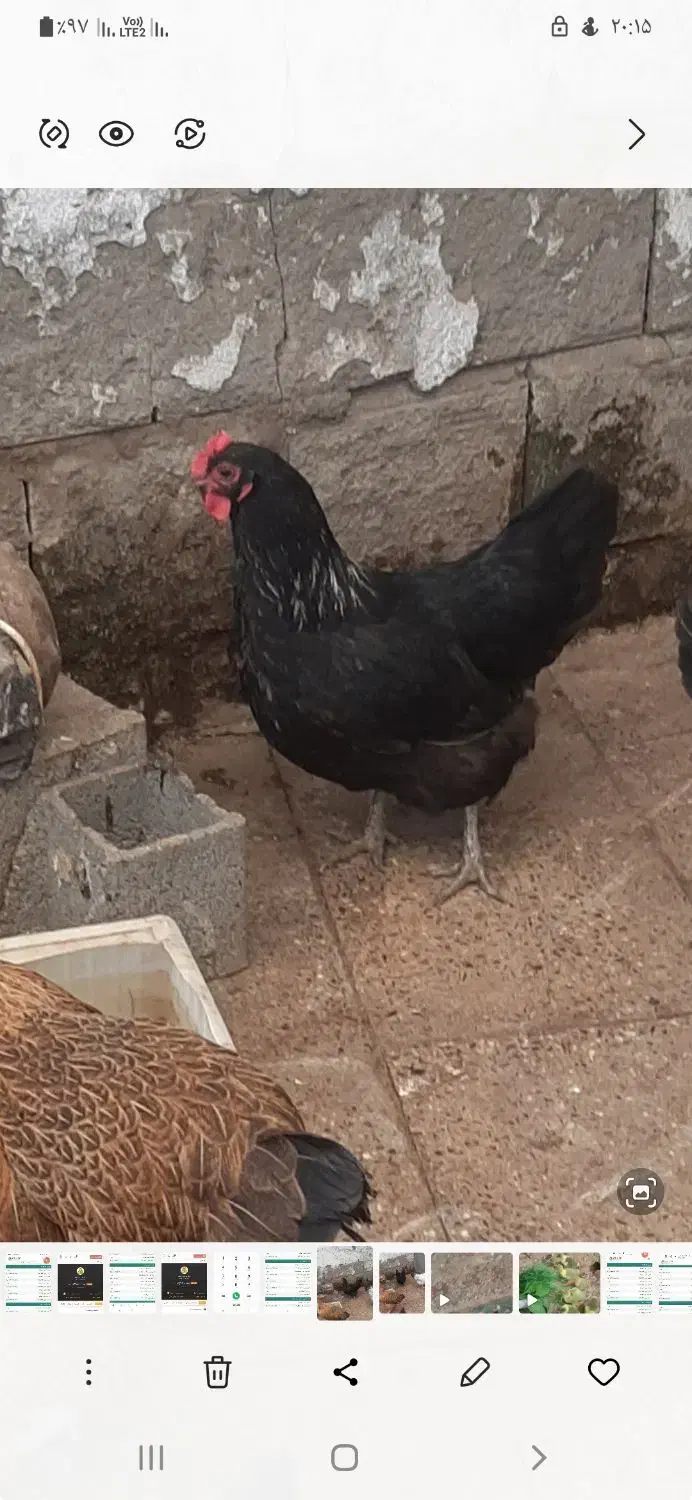 فروش مرغ مشکی پا کوتاه|حیوانات مزرعه|بابل, |دیوار