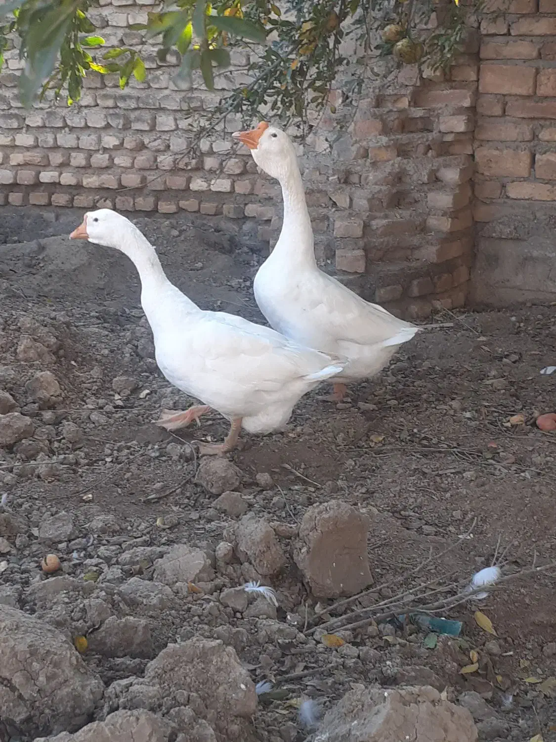 غاز قو|حیوانات مزرعه|سیمین شهر, |دیوار